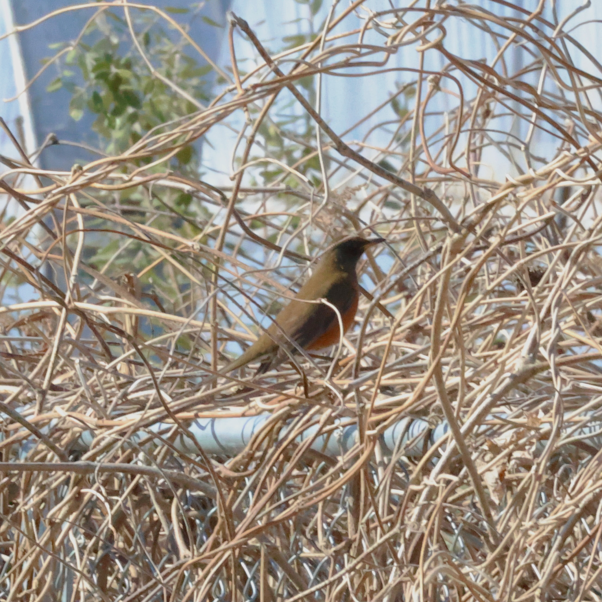 Brown-headed Thrush (Turdus chrysolaus), photo 1