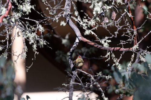 iNaturalist observation photo of Ruby-crowned Kinglet