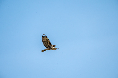 iNaturalist observation photo of Red-tailed Hawk