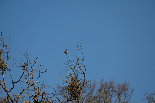 iNaturalist observation photo of Western Bluebird