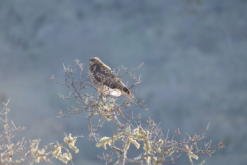 iNaturalist observation photo of Red-tailed Hawk