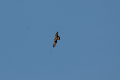 iNaturalist observation photo of Golden Eagle
