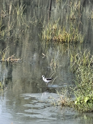 Black-winged Stilt