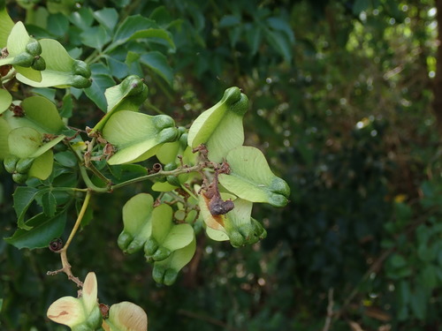 Image of Serjania lucida by (c) Daniel Cahen, some rights reserved (CC BY)