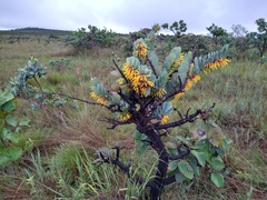 Psittacanthus biternatus