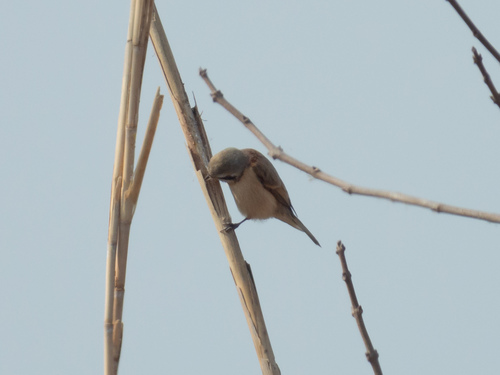 Chinese Penduline-Tit