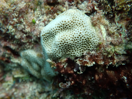 Porites brighami observed 2026-01-25