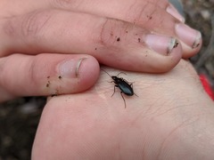 Scaphinotus interruptus