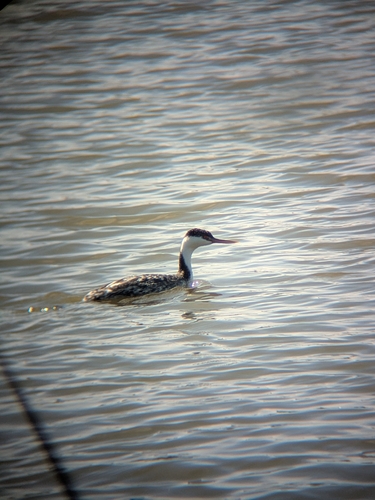 iNaturalist observation photo of Western Grebe