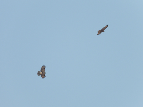 Eastern Buzzard