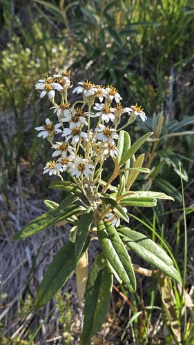 Large-Leaved Daisy-bush (Olearia megalophylla)