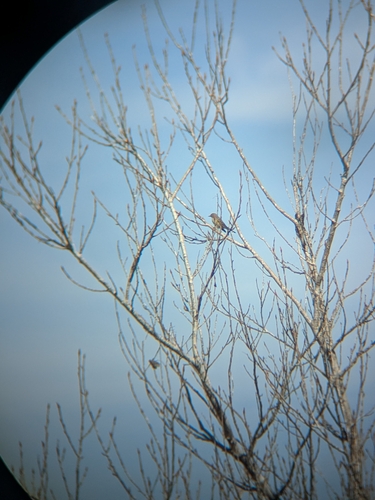 iNaturalist observation photo of Yellow-rumped Warbler