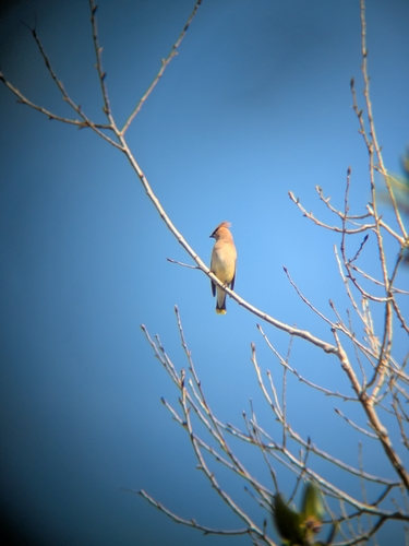 iNaturalist observation photo of Cedar Waxwing