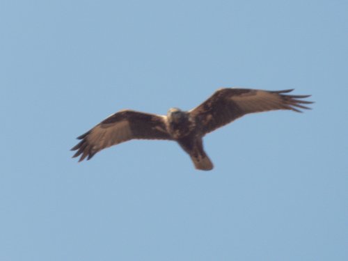 Eastern Marsh Harrier