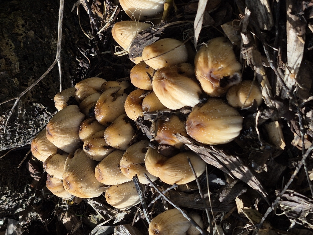 Coprinellus maluri-cyanei · January 2026 · photo: © prosperosity (iNaturalist, cc-by)