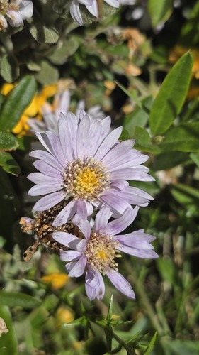 Bogong daisy-bush (Olearia frostii)