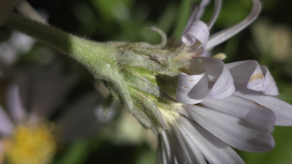 Olearia frostii; photograph (c) Petra Holland, some rights reserved (CC BY)