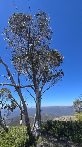 Eucalyptus pauciflora, photograph 6