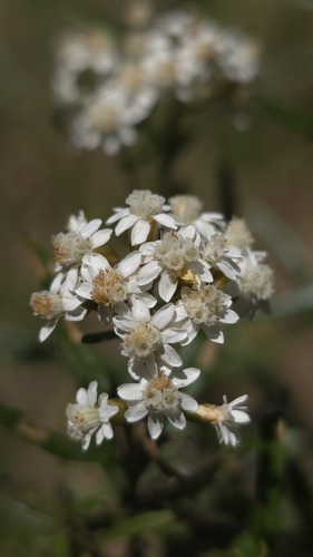 Sticky Everlasting (Ozothamnus thyrsoideus)