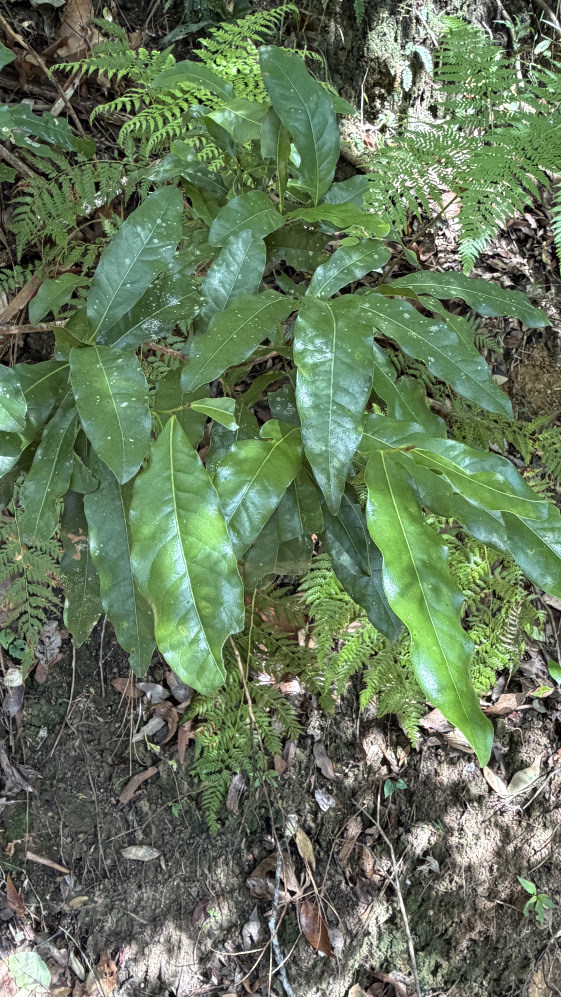 Blush Walnut (Beilschmiedia obtusifolia)