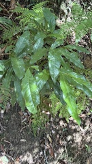 Beilschmiedia obtusifolia, photograph (c) Martin Hannan-Jones, some rights reserved (CC BY)