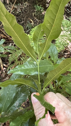 Beilschmiedia obtusifolia, photograph 2