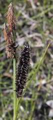 Carex membranacea