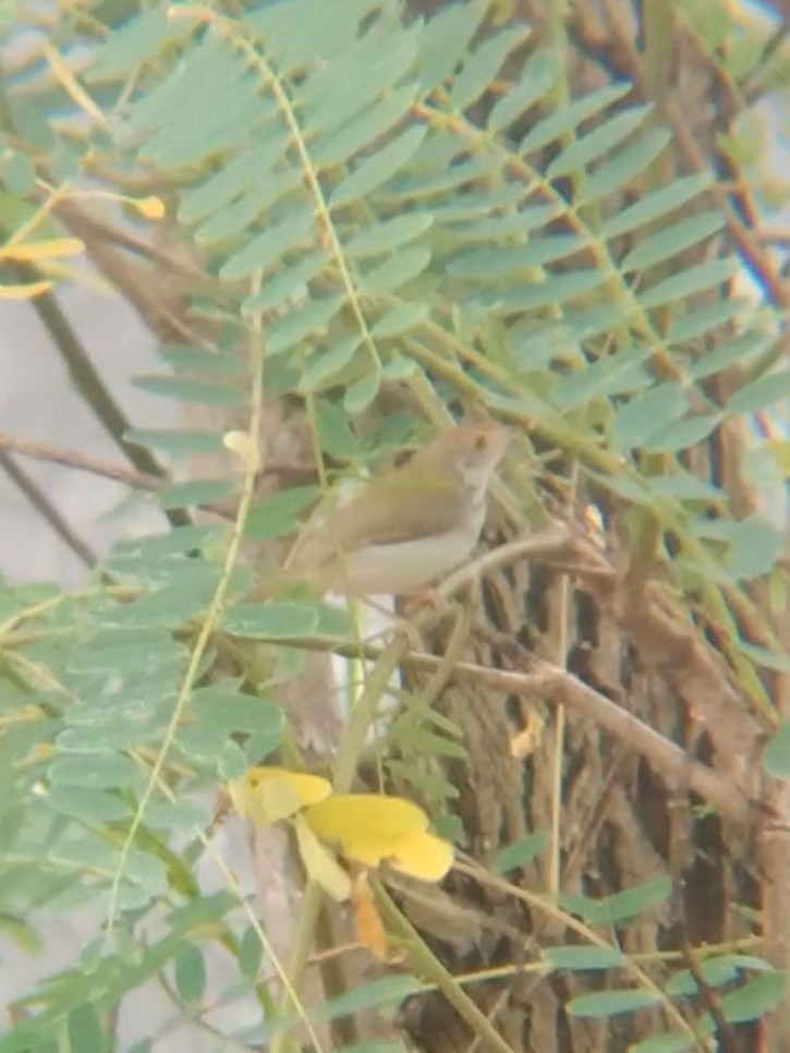 Common Tailorbird (Orthotomus sutorius)