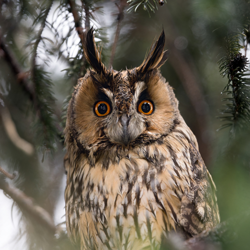 View observation of {o.common_name} on iNaturalist