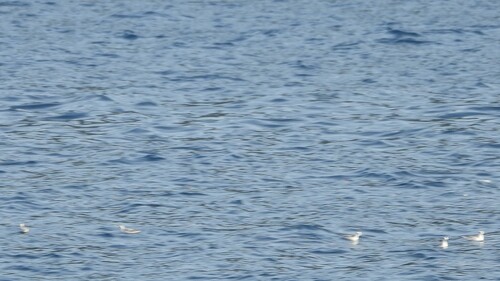 Red-necked Phalarope (Phalaropus lobatus), photo 10