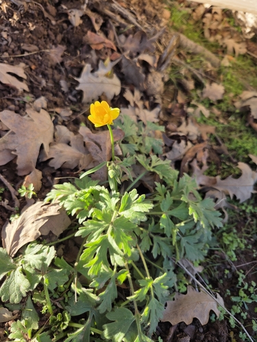 iNaturalist observation photo of California buttercup