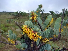 Psittacanthus biternatus