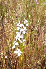 Delphinium gypsophilum