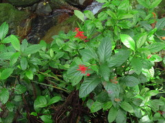 Odontonema