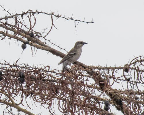 Donaldson Smith's Sparrow-Weaver (Plocepasser donaldsoni), photo 5