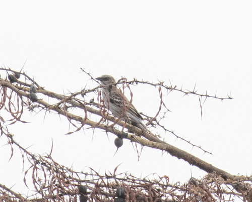 Donaldson Smith's Sparrow-Weaver (Plocepasser donaldsoni), photo 2