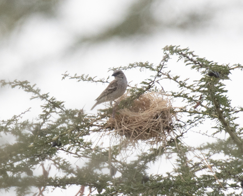 Donaldson Smith's Sparrow-Weaver (Plocepasser donaldsoni), photo 3