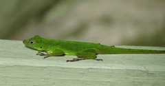 Anolis evermanni
