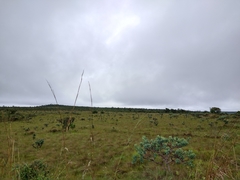 Psittacanthus biternatus