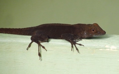 Anolis cristatellus cristatellus