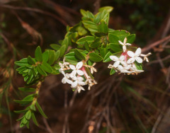 Pimelea buxifolia
