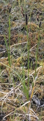 Carex membranacea