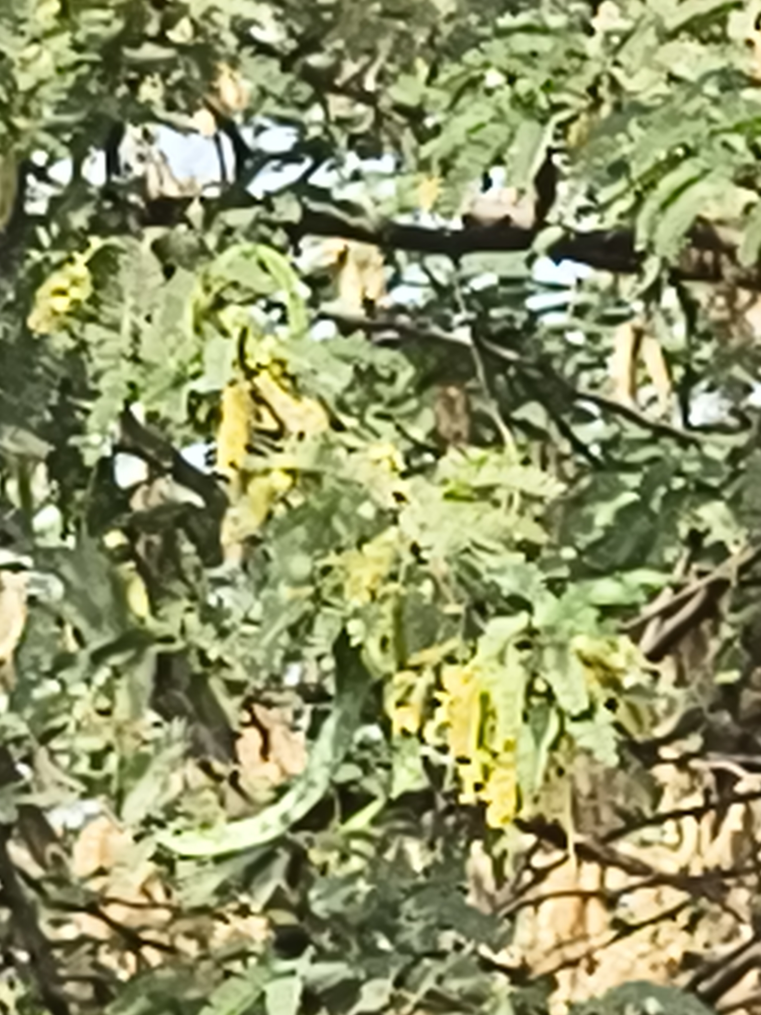 Prosopis juliflora