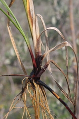 Carex membranacea