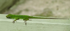 Anolis evermanni