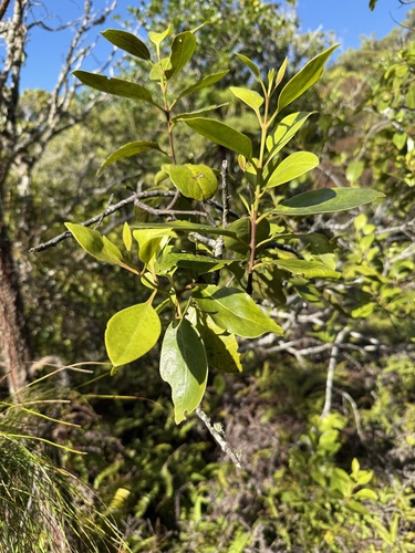 Santalum insulare observed 2026-01-12