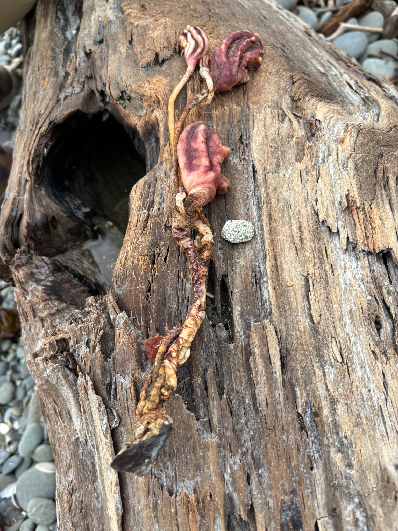Pyura pachydermatina (Herdman, 1881)