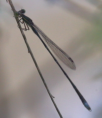 Rhadinosticta simplex