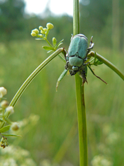 Hoplia parvula