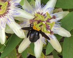 Xylocopa pubescens